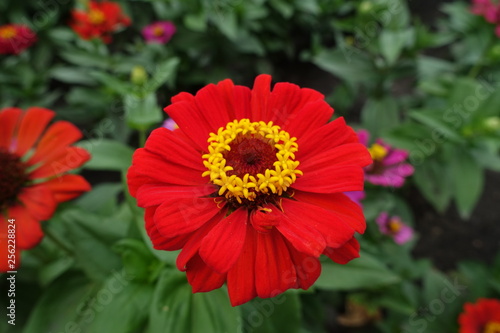 Closeup of red flower head of zinnia