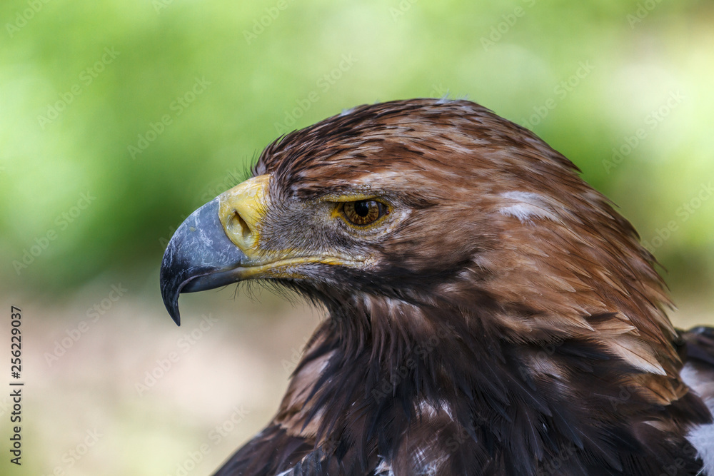 Fototapeta premium pensive look of an eagle.