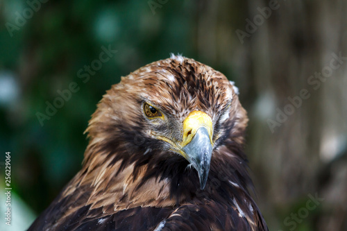 piercing look of the eagle in the very essence