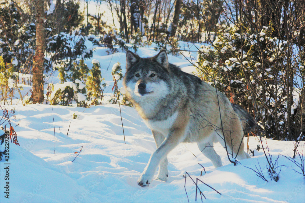 Obraz premium Norwegian Wolf