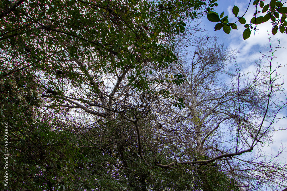 Fototapeta premium green leaves of a garden with blu