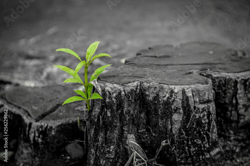 Billede på lærred New growth from old concept