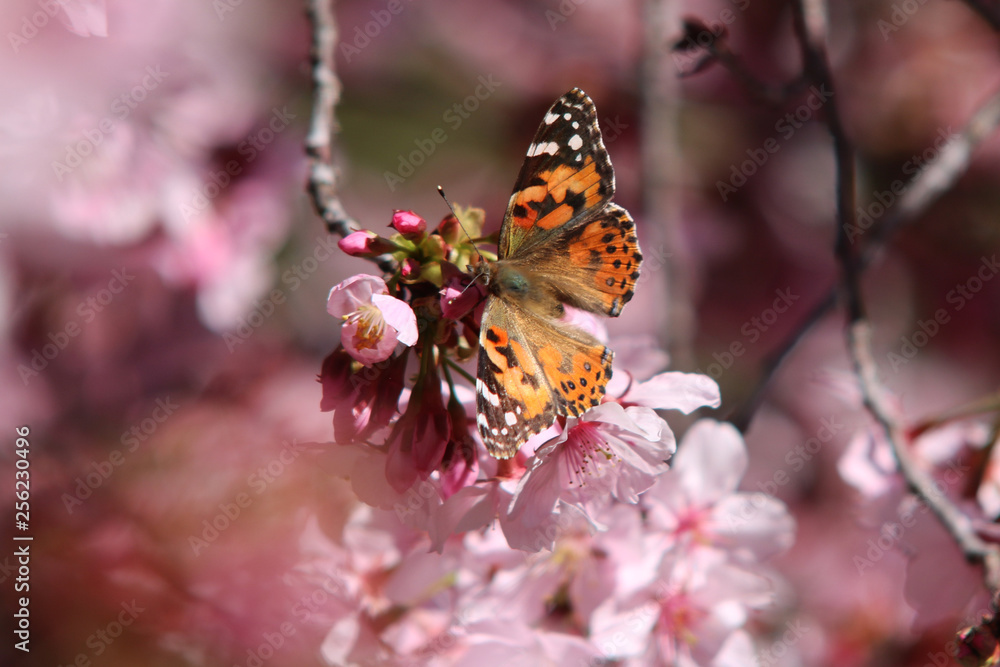 Obraz premium butterfly on flower