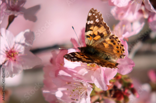 butterfly on flower © Gennadiy