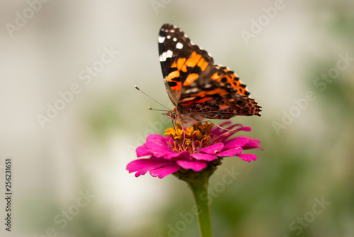 Painted Lady Butterfly on Zinnia © Katherine Kirkland
