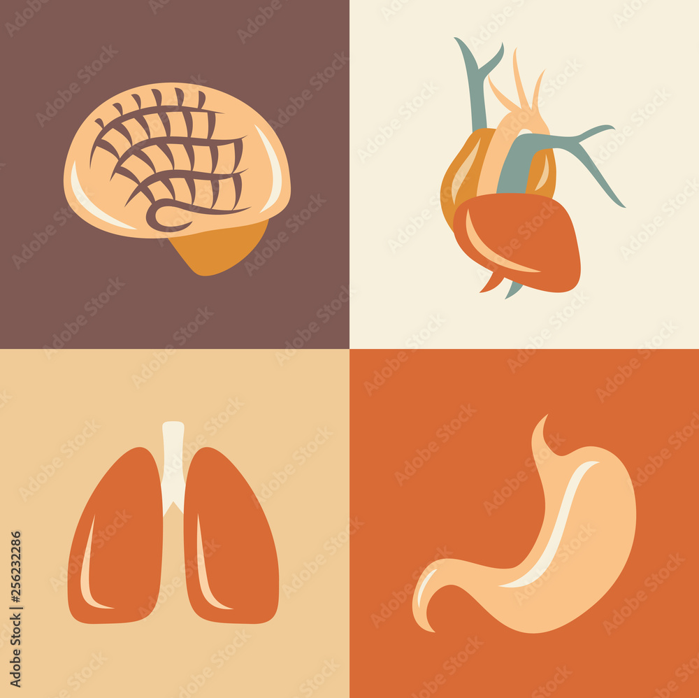 Vector illustration icon set of anatomy: brain, heart, lung, stomach