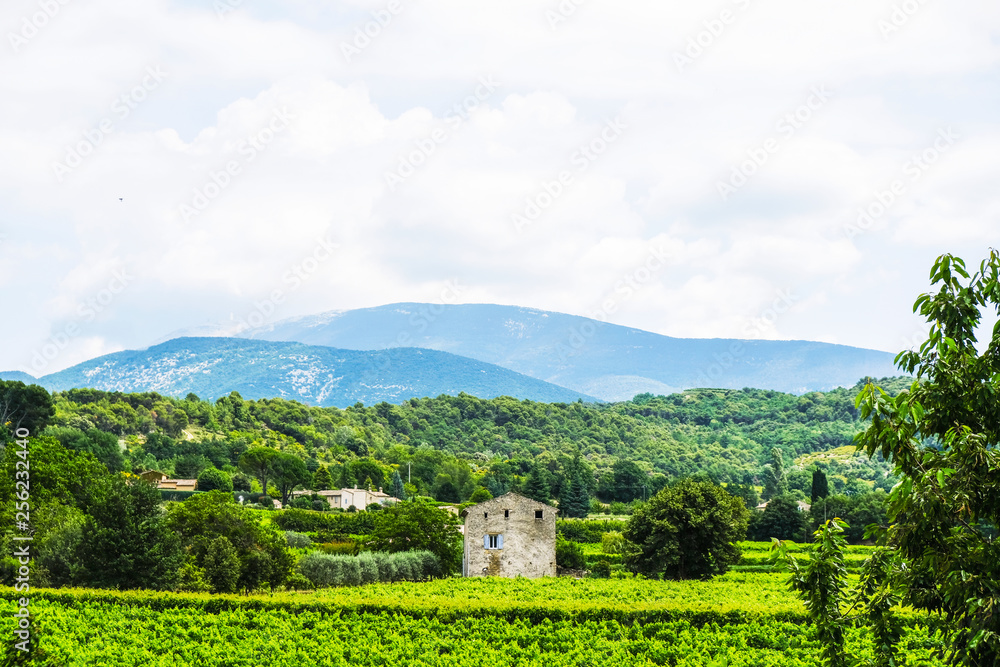 Vineyards and houses on the outskirts of the village Entrechaux that in Provence on a summer day.