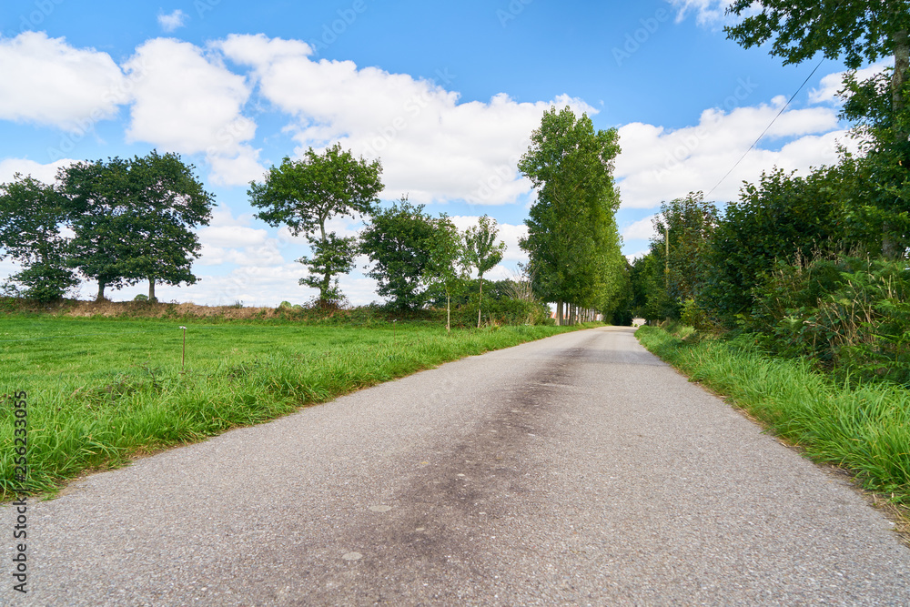 Empty road beside green meadow in summer