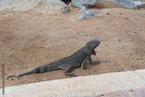 Iguana in natural habitat on the island of Aruba. Netherlands Antilles