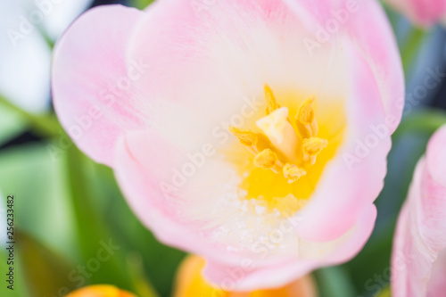 Tulips on the snow in early spring