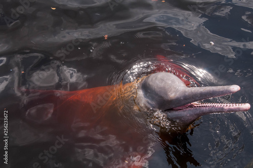 Boto Cor de Rosa ou Boto Vermelho no rio Negro. Manaus, Amazonas, Brasil.