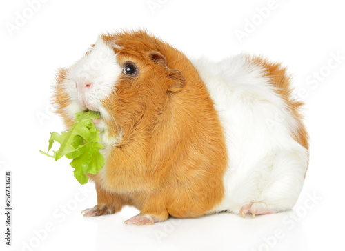 Cute Guinea pig chewing salad