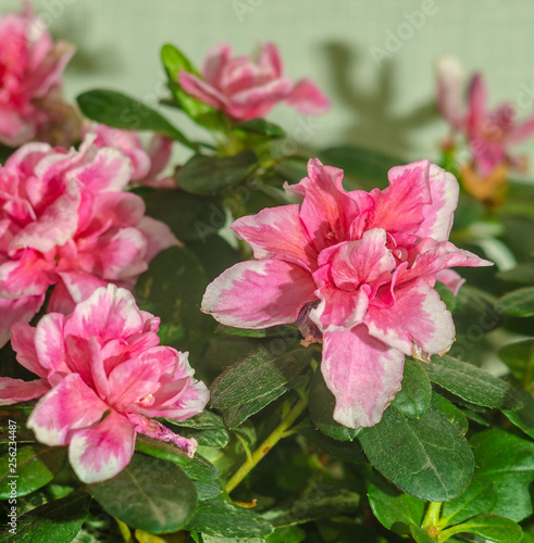 Pink indoor flower azalea 
