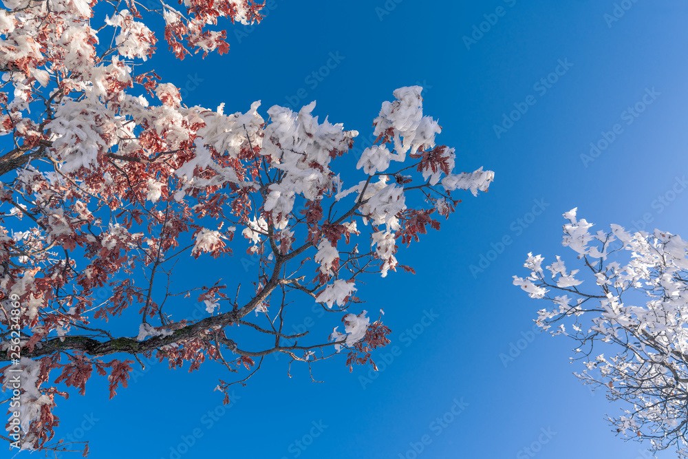 tree branches with red leaves covered in snow against a blue clear sky