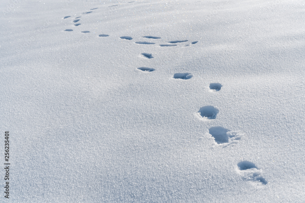 footprints in the snow footprints in the snow