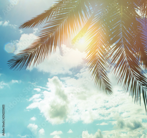 Summer palm trees against blue sky clouds and sun background, happy holiday and tropical resort concept