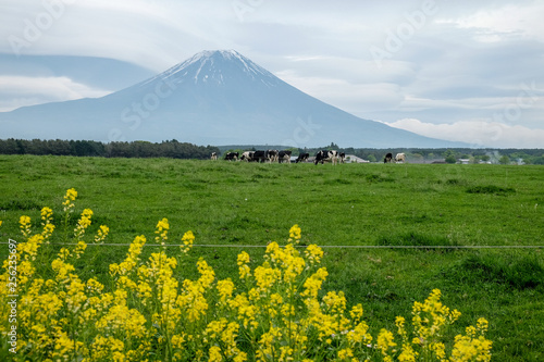 Cow in the foot of Mount Fuji at Asagiri Kogen,Japan.