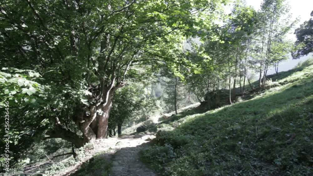 Large old tree, along a mountain path. Large old tree, along a mountain path.
