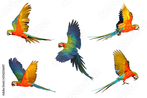 Set of macaw parrot isolated on white background