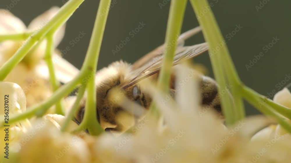 Bee collecting pollen from a flower of the tree Bee collecting pollen from a flower of the tree