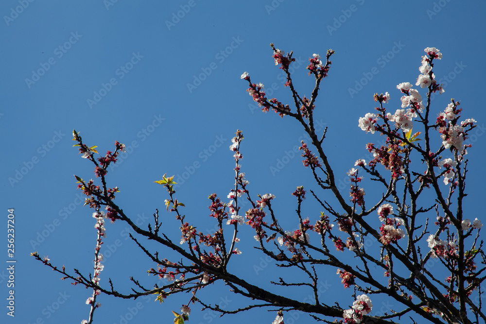 blossom albero albicocca ciliegia sakura tree sunny sjy italy day blossom albero albicocca ciliegia sakura tree sunny sjy italy day