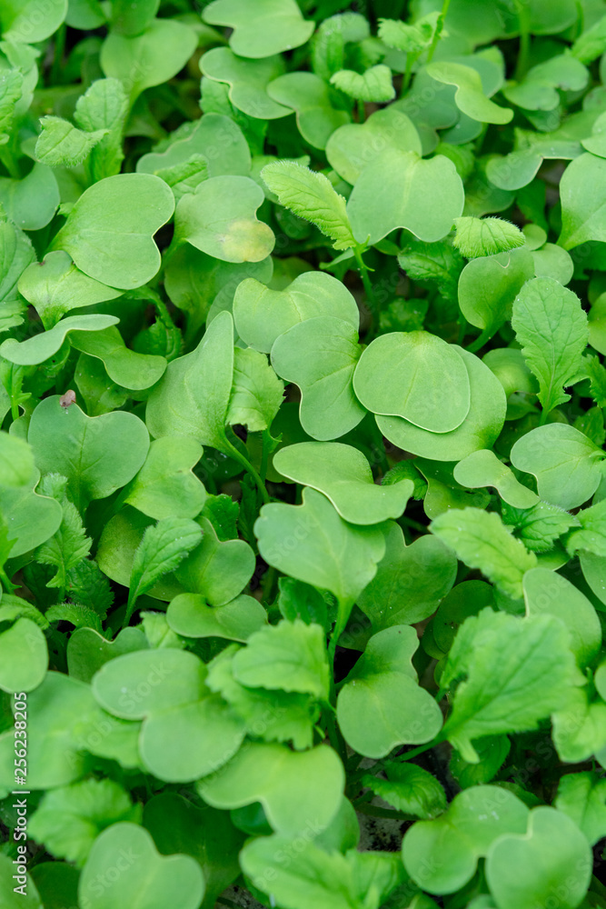 Garden seedlings in spring season, young sprouts of radish vegetable plant. Garden seedlings in spring season, young sprouts of radish vegetable plant.