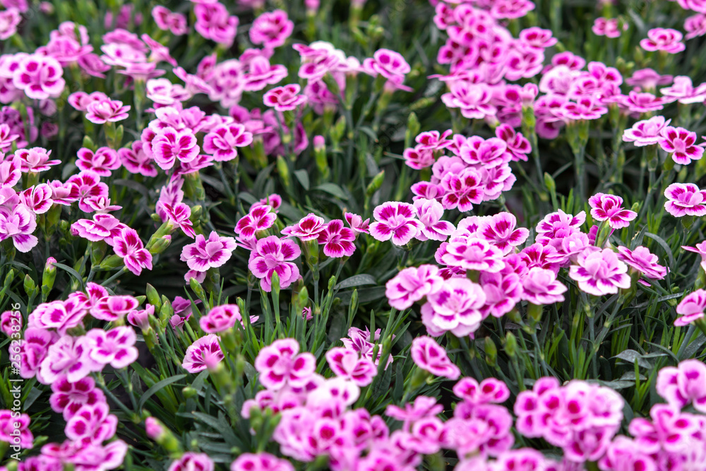Sweet William Dwarf, Dianthus barbatus spring flowering garden plant Sweet William Dwarf, Dianthus barbatus spring flowering garden plant