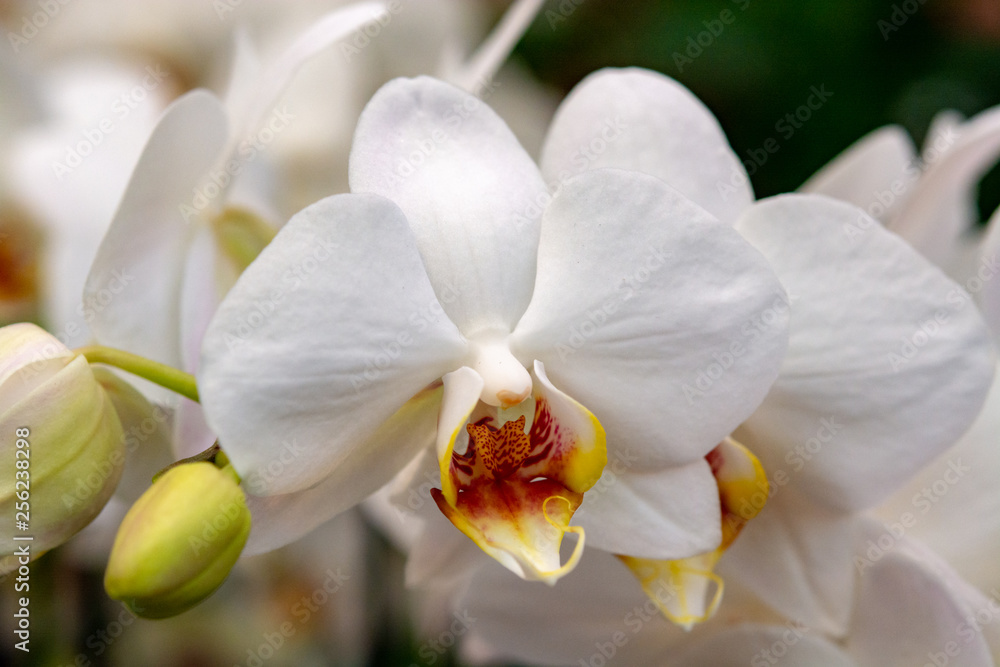 Fototapeta premium Beautiful white orchid flowers close up