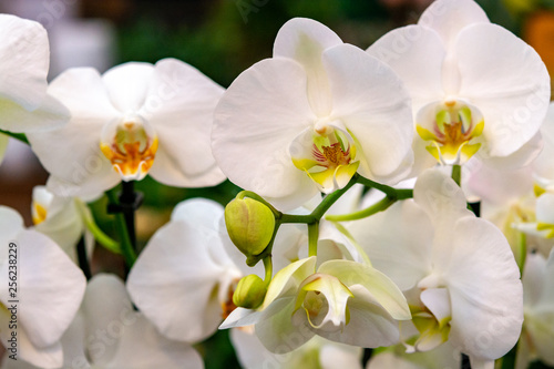 Beautiful white orchid flowers close up