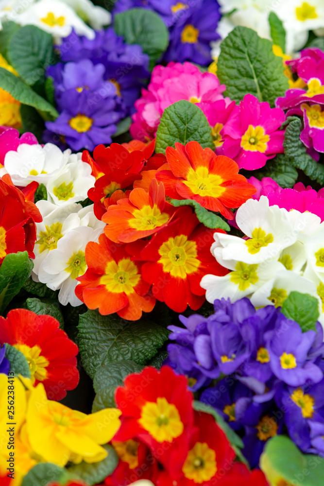 Floral background, spring seasonal colofrul garden primula flowers Floral background, spring seasonal colofrul garden primula flowers