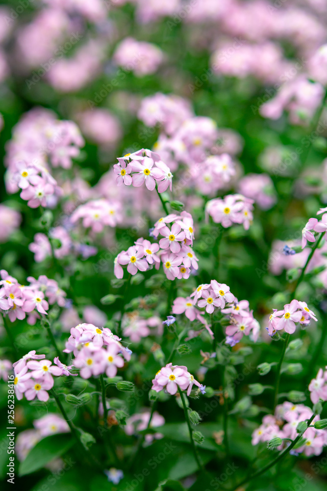 Forget-me-nots or Myosotis, flowering is spring plant, floral background Forget-me-nots or Myosotis, flowering is spring plant, floral background