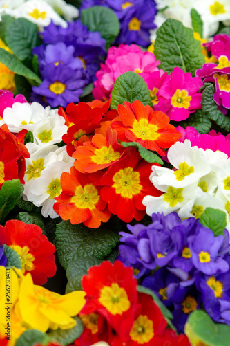 Fototapeta Naklejka Na Ścianę i Meble -  Floral background, spring seasonal colofrul garden primula flowers
