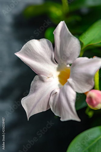 Mandevilla sundaville flowering vine  common known as rocktrumpet tropical flower