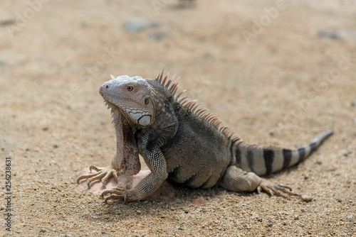 Iguana in natural habitat on the island of Aruba. Netherlands Antilles