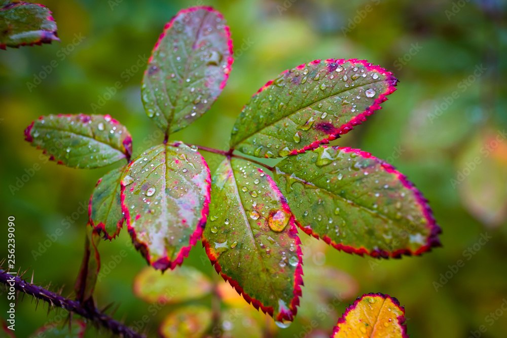 flower in the rain flower in the rain
