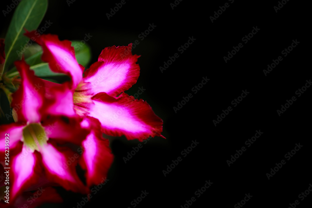 Fototapeta premium Adenium or desert rose flower on black background 