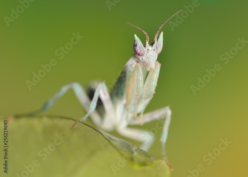 Pseudoharpax virescens mantis poses 