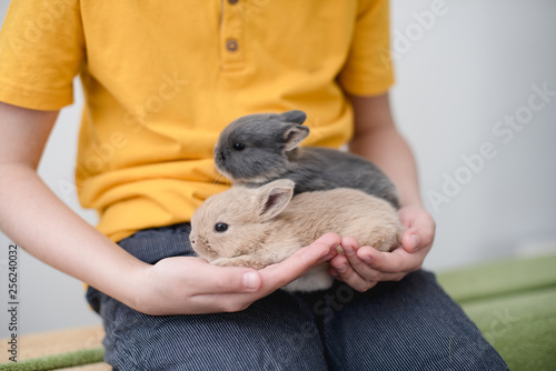 Two bunny babies in the hands of the boy. photo