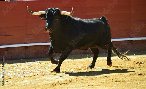 bull in spain in bullring