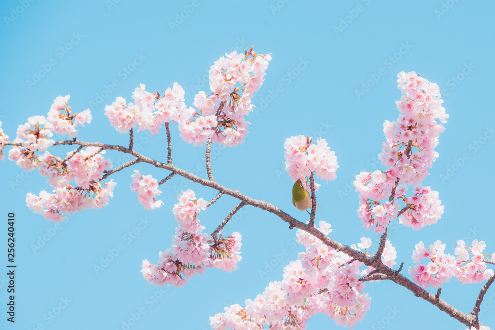 Sakura and bird,pink cherry blossom in Japan on spring season. Sakura and bird,pink cherry blossom in Japan on spring season.