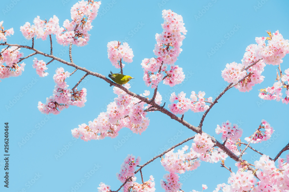 Sakura and bird,pink cherry blossom in Japan on spring season. Sakura and bird,pink cherry blossom in Japan on spring season.