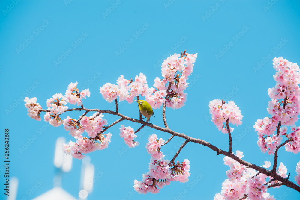 Sakura and bird,pink cherry blossom in Japan on spring season. Sakura and bird,pink cherry blossom in Japan on spring season.