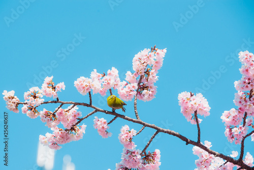 Sakura and bird,pink cherry blossom in Japan on spring season.