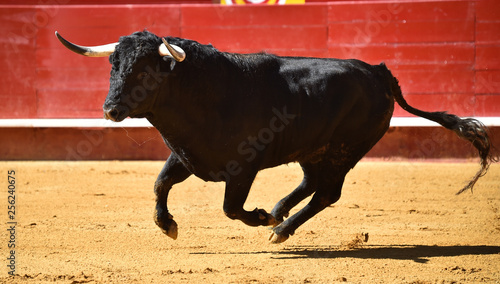 bull in spain in bullring