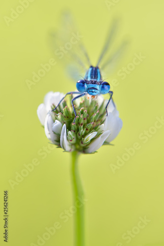 Foto Natural outdoor macro of polish blue damselfly on limb, Erythromma lindenii in n