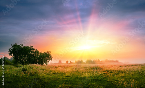 Summer sunset landscape with sIngle tree in an uncultivated field and a forest on a background.