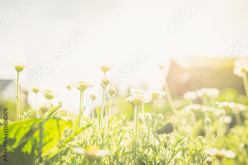 Bushes of fresh white chamomile on a green lawn or lawn. Rural flowers in the open space. Selective focus.