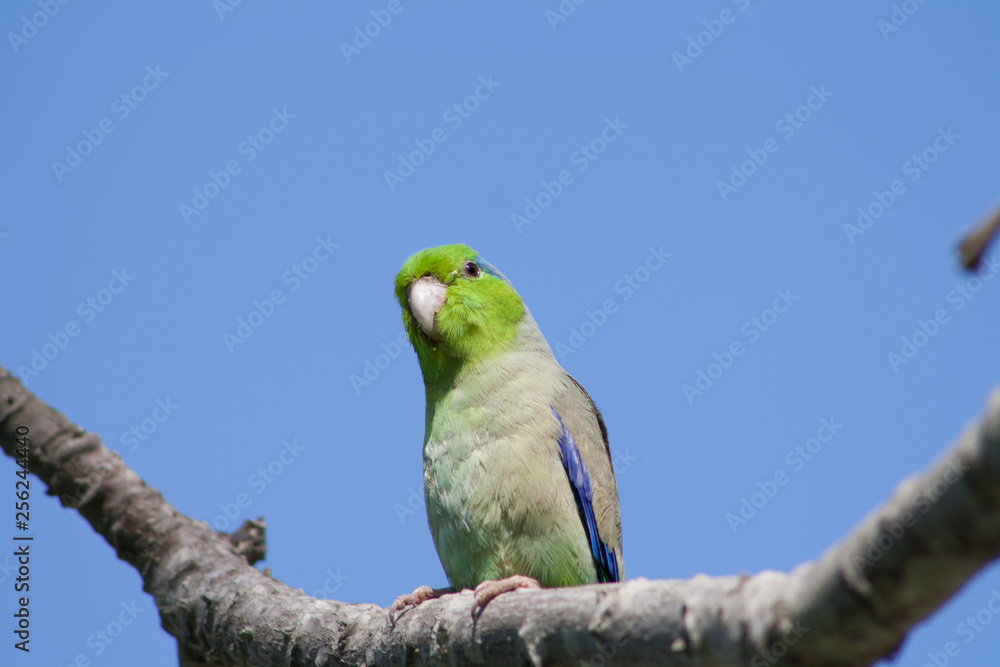Fototapeta premium parrot on a branch