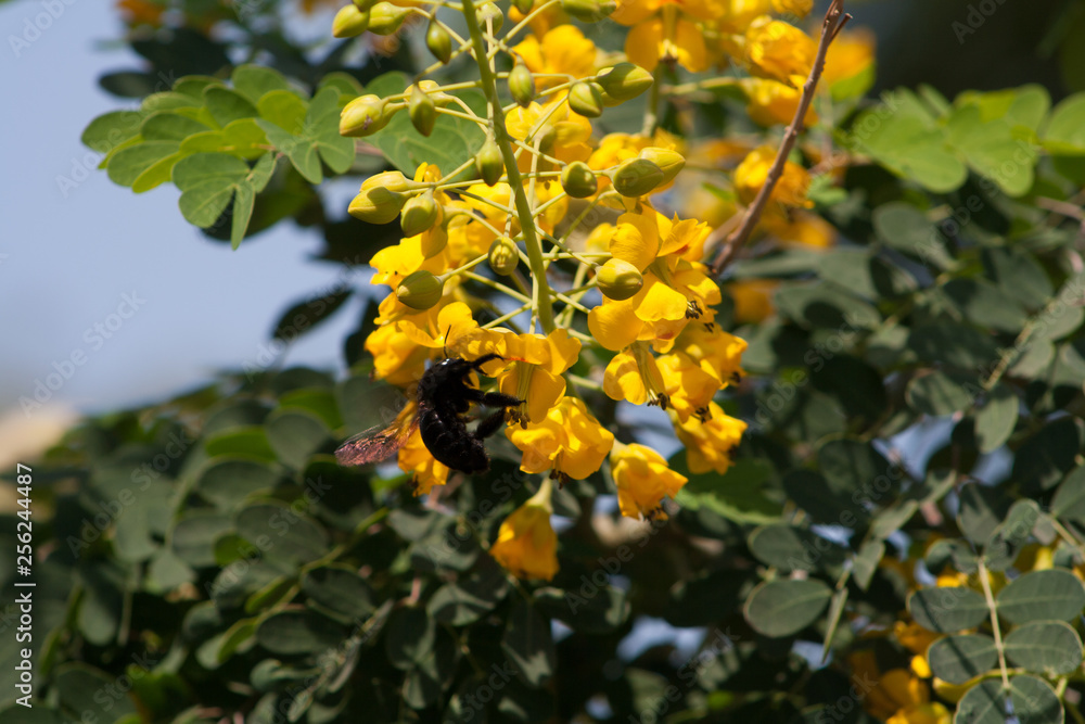 yellow flowers in garden