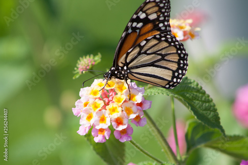 butterfly on flower © JORGE
